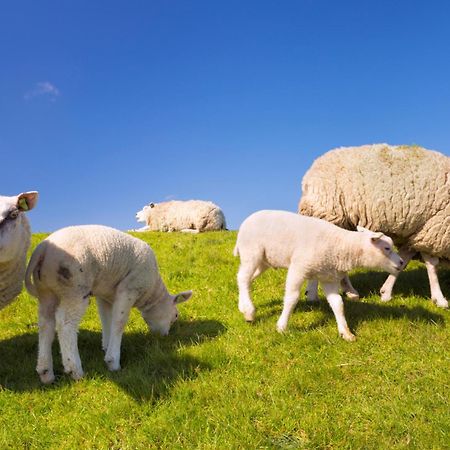 Puur Texels 9A Lejlighed De Koog  Eksteriør billede